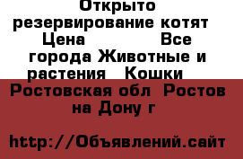 Открыто резервирование котят › Цена ­ 15 000 - Все города Животные и растения » Кошки   . Ростовская обл.,Ростов-на-Дону г.